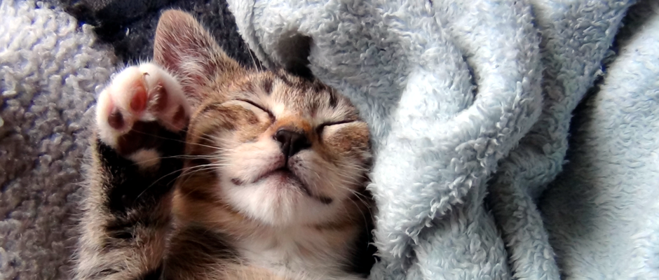 Mobile Pet Care Calgary, Okotoks, High Reiver, & Black Diamond