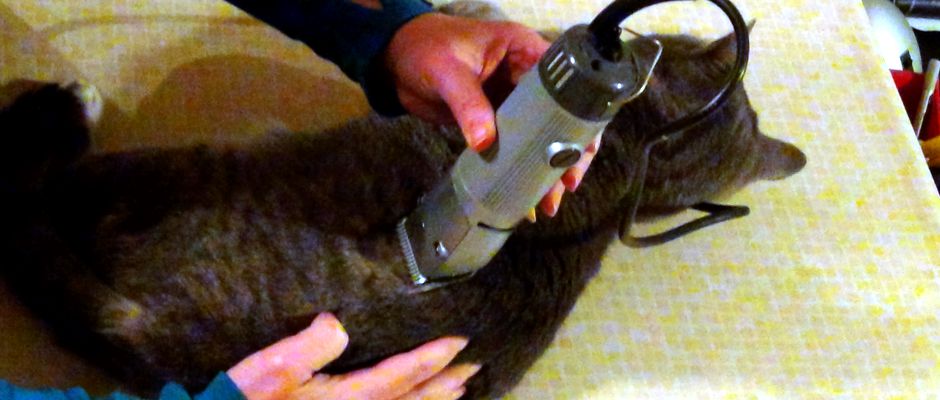 Mobile Cat Hair Trim Calgary & Okotoks & Black Diamond